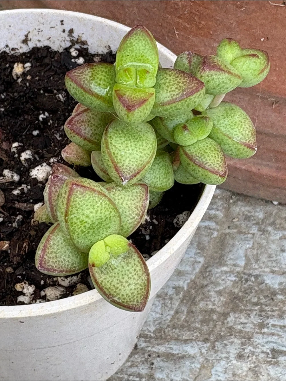 N/A charming green